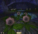 Eyeball Plant