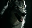 Werewolf