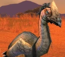 Greater Plainstrider