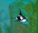Frenzied Orca