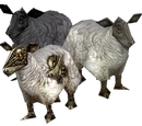 Sheep