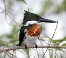 Kingfisher