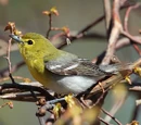Vireo