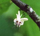 Cocoa Flower