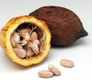 Cocoa Harvesting