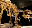 Megaraptor