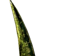 Miraak's Sword