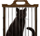 Gato Negro
