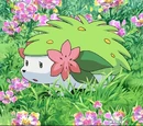 Shaymin