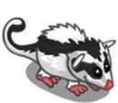 Striped Possum