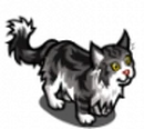 Maine Coon