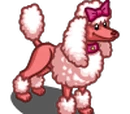 Big Fashion Poodle