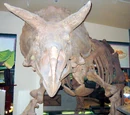 Ceratopsia