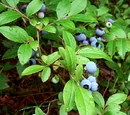 Blueberry