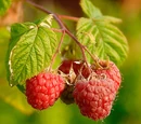 Raspberry