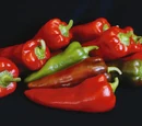 Capsicum annuum 'Carmen'