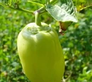 Capsicum annuum 'Garden sunshine'