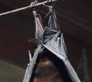 Bat