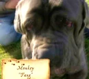 Monkey (dog)