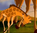Giraffes