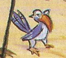 Zuzu