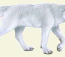 Albino Dire Wolf