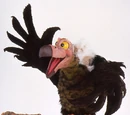 Guffrey the Vulture