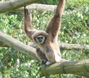 Hominoidea