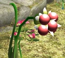 Burgeoning Spiderwort