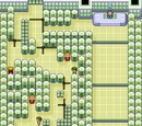 Fortree City Gym