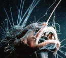 Monkfish