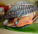 Ark clam