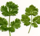 Cilantro