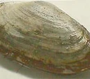 Soft-shell clam
