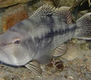 Black sea bass
