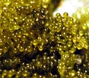 Sea grape