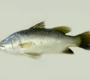 Seabass