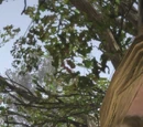 Bonnie MacFarlane