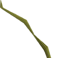 Willow shieldbow (u)