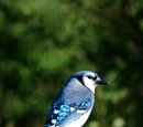 Blue jay