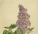 Lilac