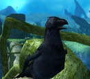 Crow