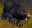 Grizzled Black Bear