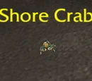 Shore Crab