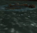 Schooner Wreckage