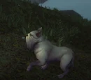 Gilnean Hound