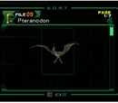 Pteranodon (file)