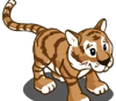Siberian Tiger Cub