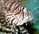 Scorpion fish