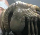 Facehugger